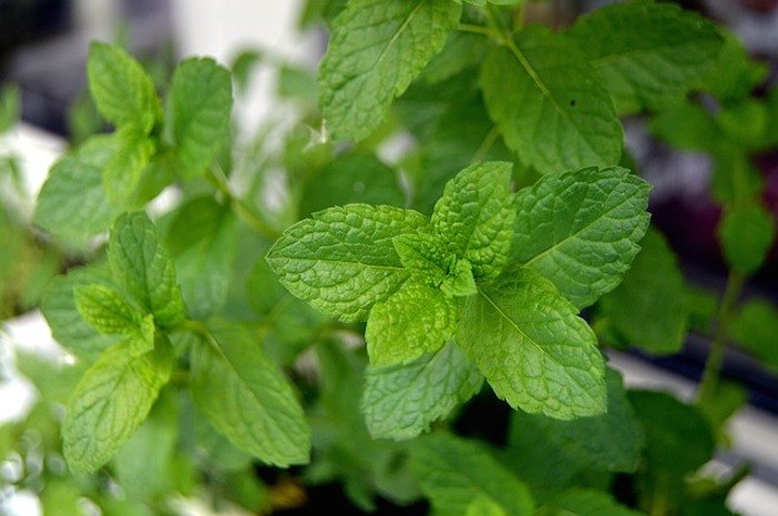 mint-859134_640