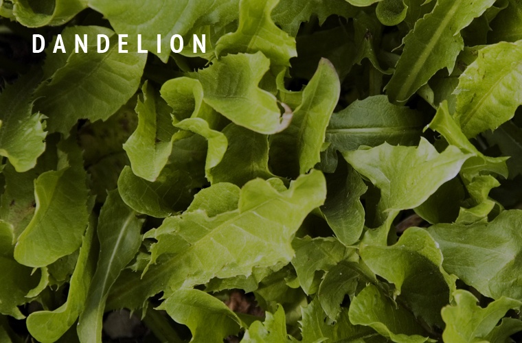 Dandelion-Greens-Guide