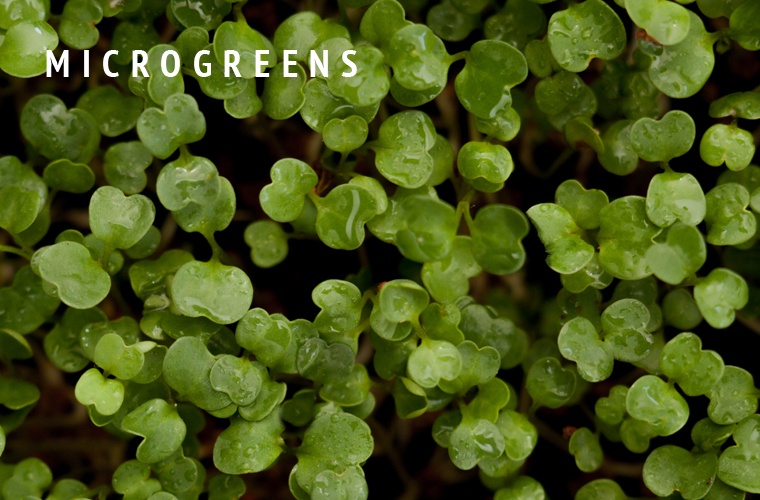Micro-Greens-Guide
