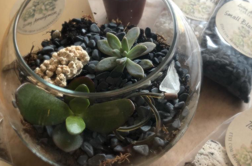 DIY Terrarium Building Kit