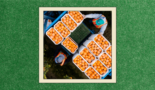 photo of growers transporting many sumo citrus for review