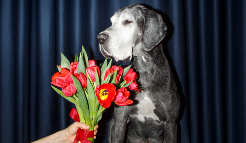 pet finds at walmart for valentine's day