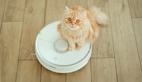 Cat in the kitchen on a robot that vacuums and mops