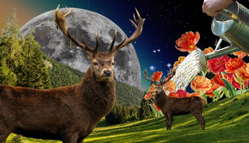 full moon in sagittarius